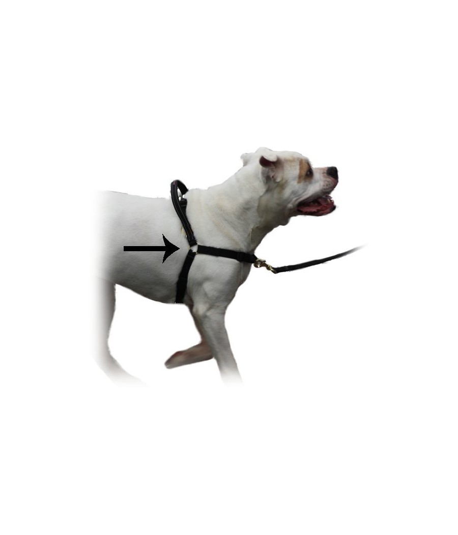 MAZTER no pull harness