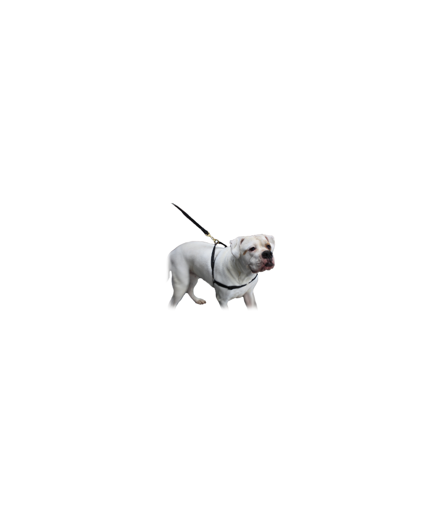 MAZTER no pull harness