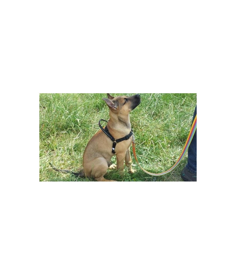 MAZTER no pull harness